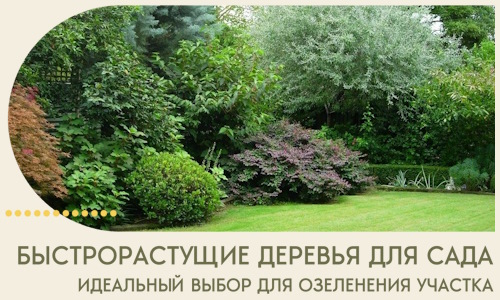 Быстрорастущие деревья для сада идеальный выбор в Апатитах