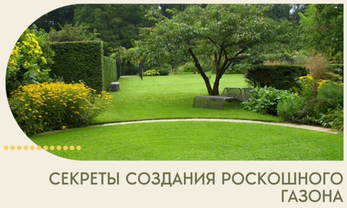 Секреты создания роскошного газона в Апатитах